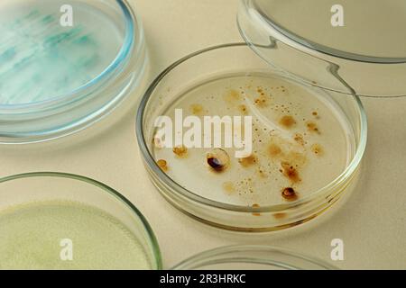Boîtes de Pétri avec différentes colonies de bactéries sur fond beige, gros plan Banque D'Images