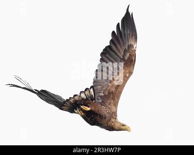 un aigle en céramique blanche s'envole vers le bas. Arrière-plan blanc. Banque D'Images