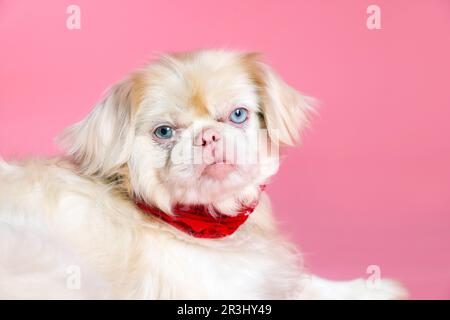 Joli chien de Pékin avec bandana sur fond rose Banque D'Images