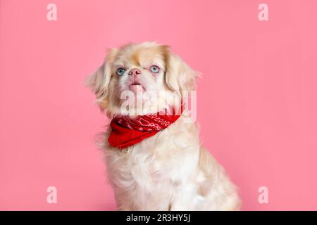 Joli chien de Pékin avec bandana sur fond rose Banque D'Images