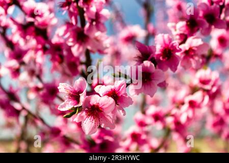 L'arrivée du printemps dans la floraison des arbres de pêche traités avec des fongicides Banque D'Images