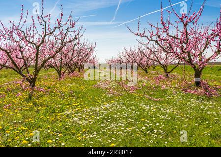 L'arrivée du printemps dans la floraison des arbres de pêche traités avec des fongicides Banque D'Images