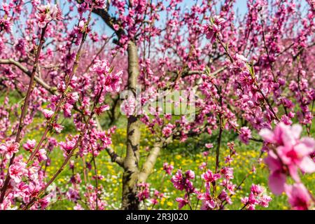 L'arrivée du printemps dans la floraison des arbres de pêche traités avec des fongicides Banque D'Images