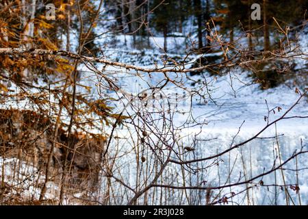 Branches avec fond de ruisseau de montagne au milieu de la neige et des rochers sur les Dolomites montagnes Banque D'Images