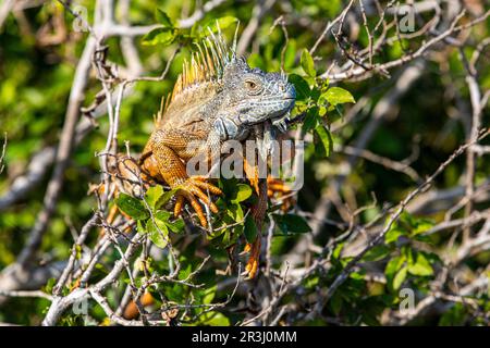 Iguana, Laguna Ventanilla, Oaxaca, Mexique, Banque D'Images