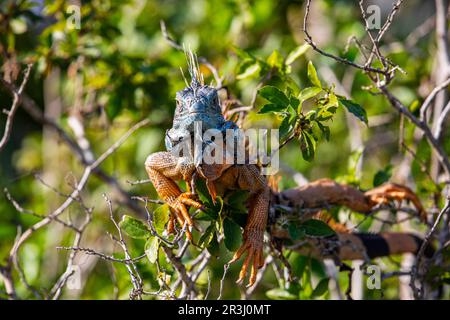 Iguana, Laguna Ventanilla, Oaxaca, Mexique, Banque D'Images