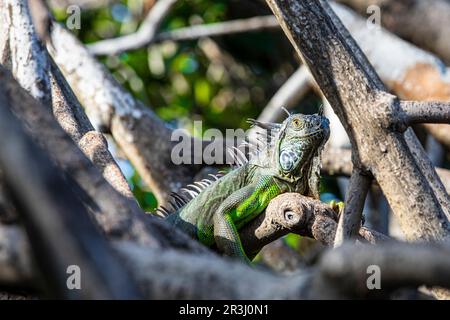 Green Iguana, Laguna Ventanilla, Oaxaca, Mexique Banque D'Images