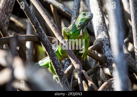 Green Iguana, Laguna Ventanilla, Oaxaca, Mexique Banque D'Images