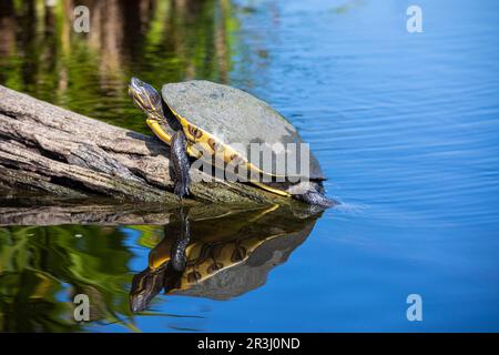 Tortue d'eau douce, Laguna Ventanilla, Oaxaca, Mexique Banque D'Images