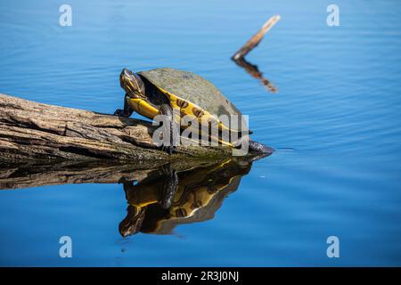 Tortue d'eau douce, Laguna Ventanilla, Oaxaca, Mexique Banque D'Images