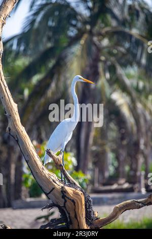 White Heron, Laguna Ventanilla, Oaxaca, Mexique Banque D'Images