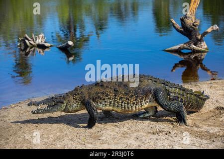 Crocodylus acutus, Crocodile, Laguna Ventanilla, Oaxaca, Mexique Banque D'Images