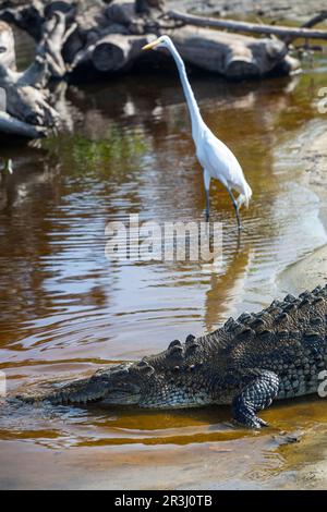 Crocodylus acutus, Crocodile, Laguna Ventanilla, Oaxaca, Mexique Banque D'Images