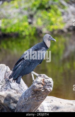 American Black Vulture (Coragyps atratus) Laguna Ventanilla, Oaxaca, Mexique Banque D'Images