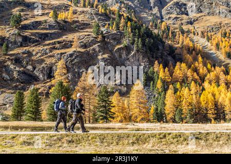 Vallée de Roseg, Suisse - 29 octobre. 2021: Randonneurs sportifs de youg prenant la piste dans la vallée de Roseg dans la saison d'automne dorée avec des mélèzes Banque D'Images