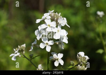 Gros plan sur les fleurs blanches de la fusée de dame (Hesperis matronalis Alba), famille des Brassicaceae. Jardin hollandais flou en arrière-plan. Printemps, mai Banque D'Images