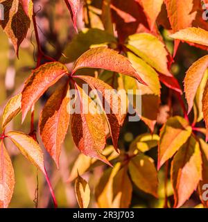 Arrière-plan d'automne coloré. Feuilles de raisin rouge et jaune Banque D'Images