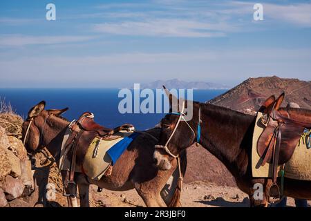 Ânes bruns dans le sentier de randonnée Fira à Oia - île de Santorini, Grèce Banque D'Images