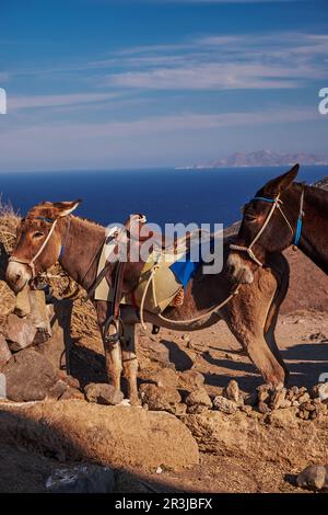 Ânes bruns dans le sentier de randonnée Fira à Oia - île de Santorini, Grèce Banque D'Images