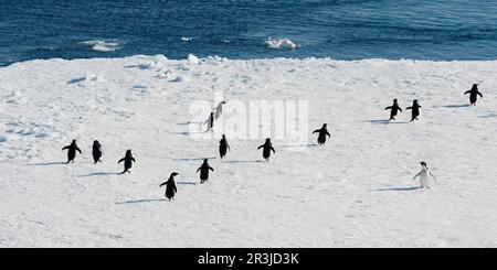 Adelie Penguins (Pygoscelis adeliae) sur un iceberg, antarctique Sound, Antarctique Peninsula Banque D'Images