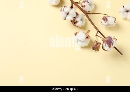 Branche de coton sèche avec fleurs moelleuses sur fond beige, plat. Espace pour le texte Banque D'Images