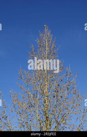 Corylus colurna, noisette turque, floraison en automne Banque D'Images