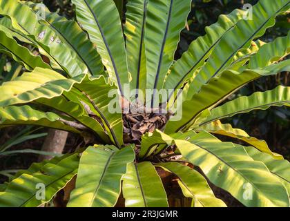 Vue rapprochée de la fougères épiphytiques espèce asplenium nidus aka nid d'oiseau fougère à l'extérieur en plein soleil le matin dans le jardin tropical Banque D'Images