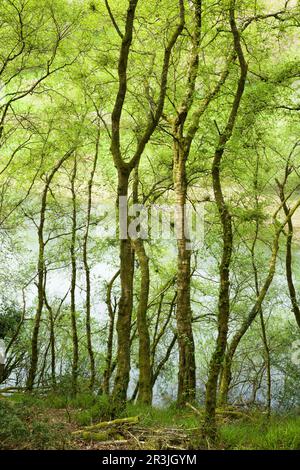 Northern Wood au printemps, au-dessus du réservoir Clatworthy, dans les collines de Brendon, Somerset, Angleterre. Banque D'Images