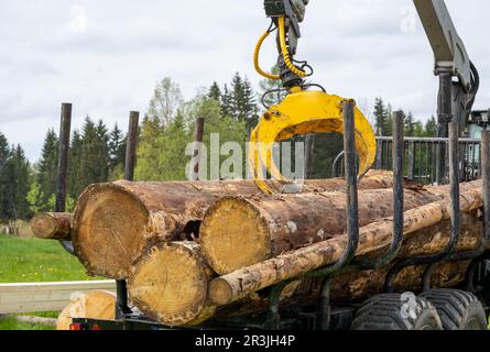une pile de billes dans la forêt Banque D'Images