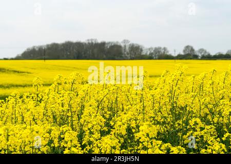 Champ de colza en pleine floraison Lincolnshire, Angleterre, Royaume-Uni Banque D'Images