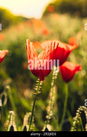 Fleurs de pavot rouge dans un champ sauvage. Prairie de Poppies vives au printemps. Belle journée d'été. Belles fleurs de pavot rouge sur la fleur verte Banque D'Images