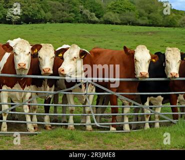 Une vache inquistive d'un troupeau de jeunes est prise par quelque chose à droite du reste du groupe ayant un regard sur une porte de champ Banque D'Images