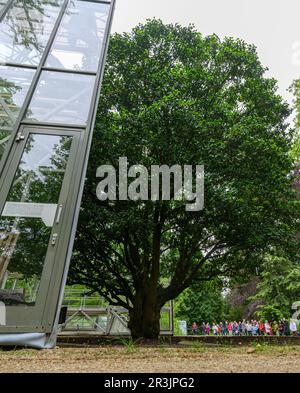 Dresde, Allemagne. 24th mai 2023. Le plus ancien camélia d'Europe dans le parc du palais de Pillnitz est libéré de sa maison mobile d'hiver en verre. La coque climatisée est utilisée pour hiverner l'usine depuis 1992. La construction en verre et en acier mesure 13 mètres de haut, pèse 54 tonnes et fournit à l'usine une température intérieure constante de quatre à six degrés. L'usine de thé est arrivée à Pillnitz vers 1780 et a été plantée en 1801. Credit: Robert Michael/dpa/ZB/dpa/Alay Live News Banque D'Images