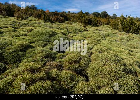 La Sierra de Guara, Sobrarbe, Provincia de Huesca, Comunidad Autónoma de Aragón, cordillera de los Pirineos, Espagne, Europe. Banque D'Images