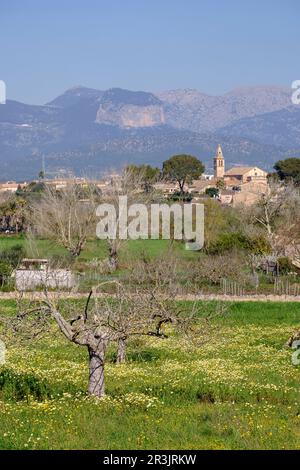 Glesia de Sant Cristòfol, Biniali, Sencelles, Pla de Mallorca, Majorque, Iles Baléares, Espagne, Europe. Banque D'Images