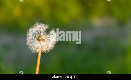 Les pissenlits s'épanouissent au coucher du soleil. La douce ampoule pissenlit est balayée par le vent du matin qui souffle sur la campagne ensoleillée. Fluf. Blanche Banque D'Images