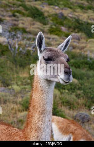 Guanaco lama espèces dans chiean Patagonia dans le parc national Torres del Paine Banque D'Images