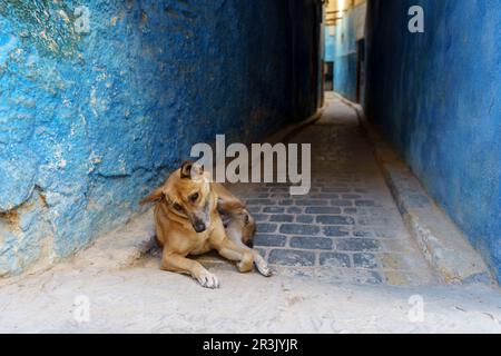 Chien errant dans une allée, Fès el-Bali, Fès, maroc, afrique. Banque D'Images