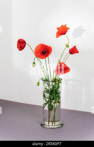 Fleurs de pavot rouge dans vase en verre sur table grise au soleil Banque D'Images