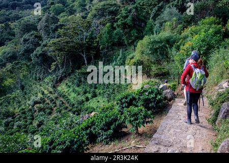 Campo de cafe, trekking al volcan San Pedro 3020 m, Parque Ecológico del volcán San Pedro lago de Atitlán,département de Sololá , República de Guatemala, Amérique centrale. Banque D'Images