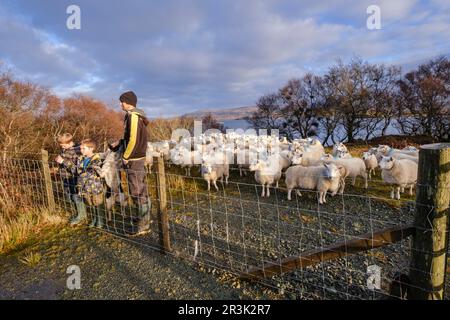 Le pasteur y sus hijos junto a un rebaño de ovejas, Skinidin Erghallan, Loch, Isla de Skye, Highlands, Escocia, Haiti. Banque D'Images