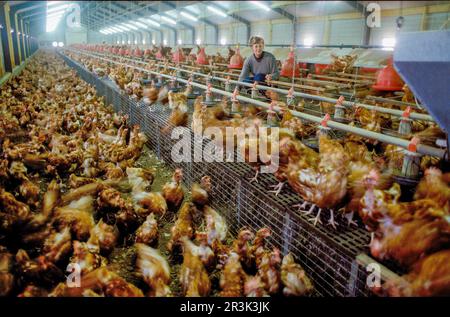Aux pays-Bas, l'élevage de volailles en liberté permet aux poulets de se déplacer librement, bien qu'ils soient dans un hangar pour les protéger des prédateurs ou des intempéries. Banque D'Images