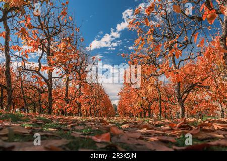 Magnifiques arbres persimmon aux couleurs automnales magnifiques et au ciel bleu à Raeburn Orchard, Perth Australie occidentale Banque D'Images