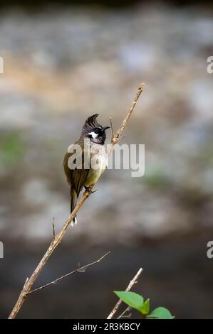 Bulbul himalayen ou bulbul à chetée blanche ou Pycnonotus leucogenys oiseau de près perché sur la branche dhikala jim corbett parc national uttarakhand inde Banque D'Images