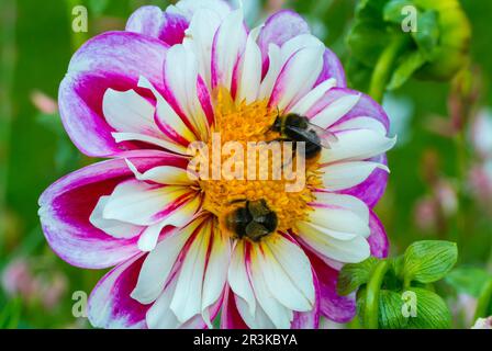 Paris, France, gros plan, abeilles, sur Fleur, Jardin des plantes, jardin des plantes, au Musée d'Histoire naturelle, musée d'Histoire naturelle de paris Banque D'Images