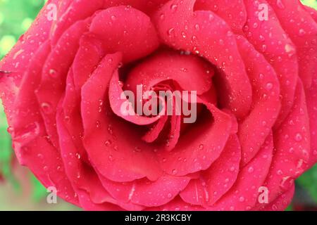Un gros plan d'une belle rose rouge flouer avec des gouttes d'eau. Banque D'Images