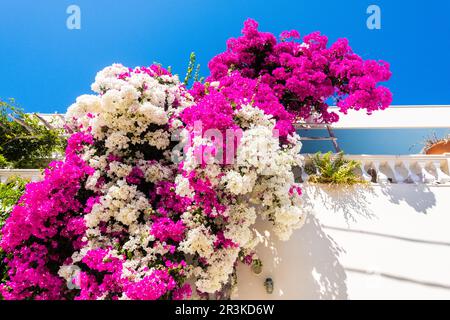 Fleurs blanches et roses sur fond bleu ciel de Santorini Banque D'Images