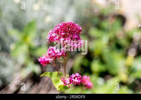 Centranthus ruber - fleurs rouges de la Valeriane en gros plan Banque D'Images