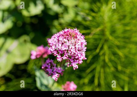 Centranthus ruber - fleurs rouges de la Valeriane en gros plan Banque D'Images