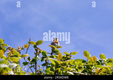 European Robin était assis sur le sommet d'un petit arbre un jour ensoleillé de printemps, Dorset, Angleterre Banque D'Images